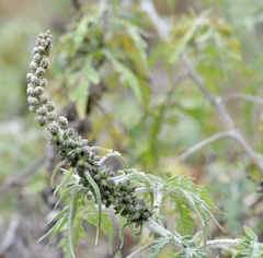 Ambrosia arborescens