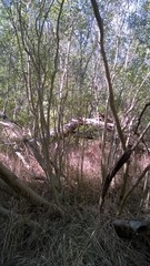 Forestiera acuminata