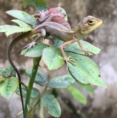 Calotes versicolor
