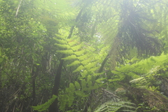 Cyathea costaricensis