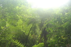 Cyathea costaricensis