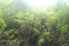 Cyathea costaricensis