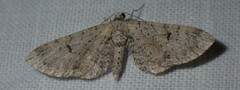 Eupithecia pusillata