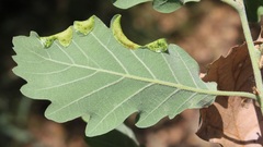 Macrodiplosis pustularis