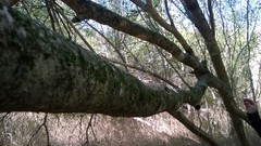 Forestiera acuminata