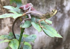 Calotes versicolor