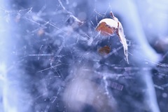 Tidarren sisyphoides