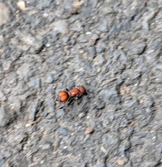 Pseudomethoca simillima