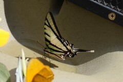 Protographium epidaus