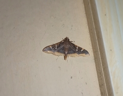 Prophantis adusta