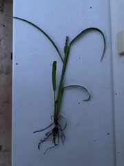 Echinochloa crus-galli