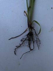 Echinochloa crus-galli