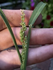 Echinochloa crus-galli