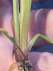 Echinochloa crus-galli