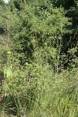 Eleutherospermum cicutarium