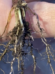 Echinochloa crus-galli