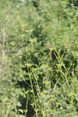 Eleutherospermum cicutarium