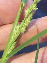 Echinochloa crus-galli