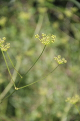 Eleutherospermum cicutarium