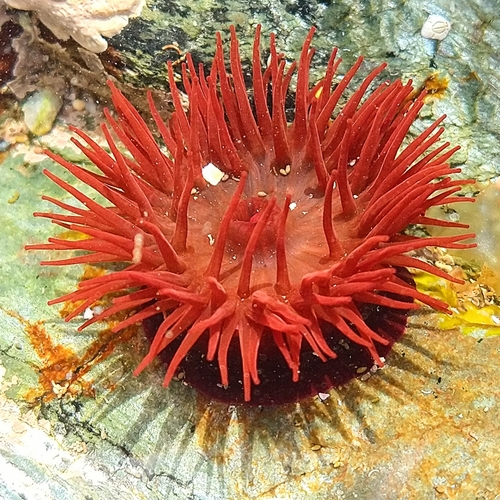 Mediterranean Beadlet Anemone