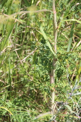 Eleutherospermum cicutarium