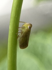 Aplos simplex