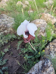 Iris iberica elegantissima