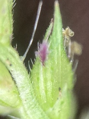 Echinochloa crus-galli