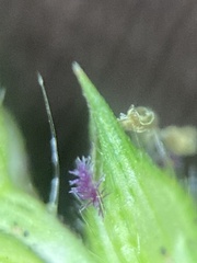 Echinochloa crus-galli