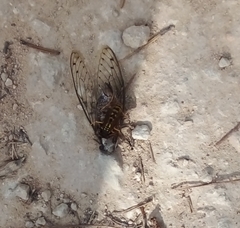 Cicada barbara