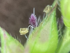 Echinochloa crus-galli