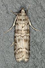 Dioryctria mendacella