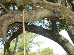 Trimorphodon biscutatus