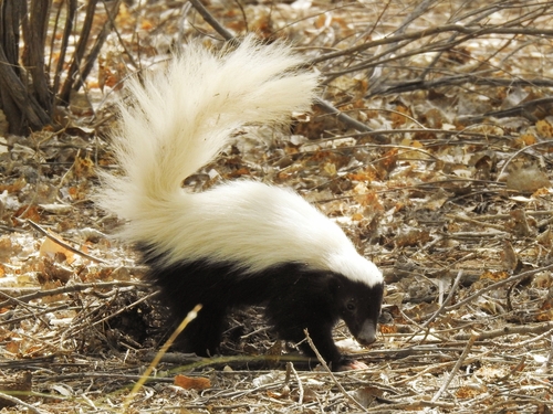 American Hog-nosed Skunk, photo 3 of 10