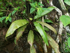 Elaphoglossum erinaceum
