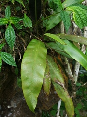 Elaphoglossum erinaceum