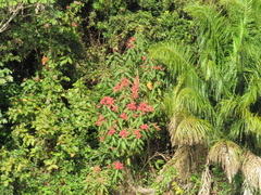 Triplaris americana