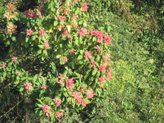 Triplaris americana