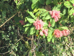 Triplaris americana