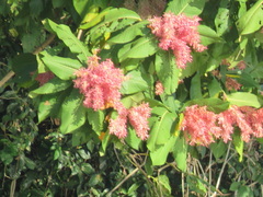 Triplaris americana