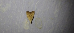 Meganola brunellus