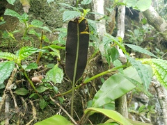 Elaphoglossum erinaceum