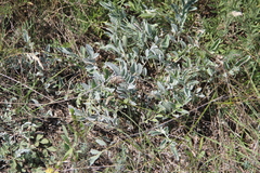 Psephellus marschallianus