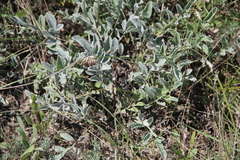 Psephellus marschallianus