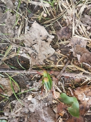 Barbitistes constrictus