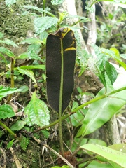 Elaphoglossum erinaceum