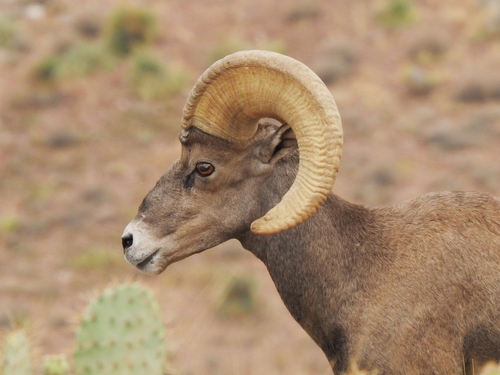 Desert Bighorn Sheep photographed in New Mexico