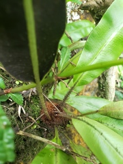 Elaphoglossum erinaceum