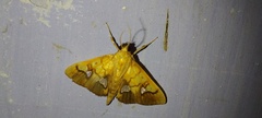 Nosophora