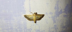 Cnaphalocrocis trebiusalis